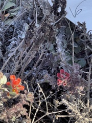 Castilleja latifolia