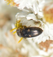 Paracardiophorus