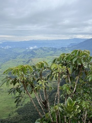 Sciodaphyllum bogotense