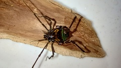 Sadocus polyacanthus