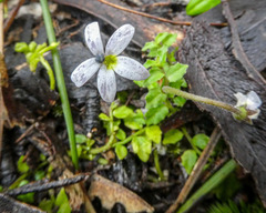 Lobelia pedunculata