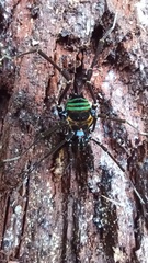 Sadocus polyacanthus