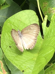 Mestra hersilia
