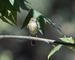 Empidonax occidentalis