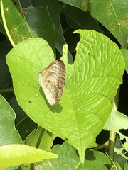 Mestra hersilia