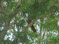 Macropygia phasianella