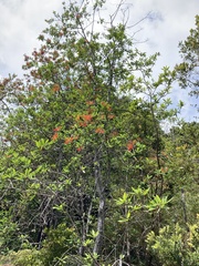 Embothrium coccineum