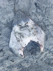 Pseudobatos productus