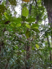 Miconieae