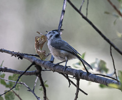 Baeolophus wollweberi
