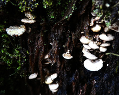 Panellus luxfilamentus