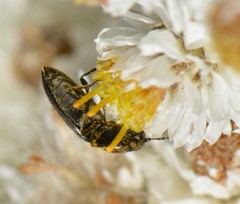 Paracardiophorus