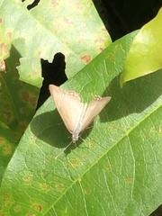 Mestra hersilia