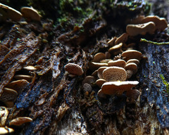 Panellus luxfilamentus