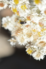 Paracardiophorus