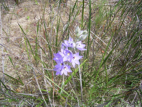 Image of Thelymitra alcockiae by (c) Rosalie Lawrence, some rights reserved (CC BY)