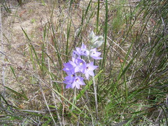 Thelymitra alcockiae