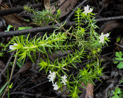 Asperula conferta