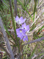Thelymitra alcockiae