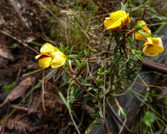 Pultenaea reflexifolia