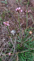 Armeria langei