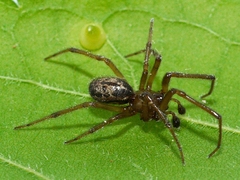 Enoplognatha