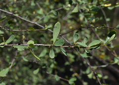 Erythroxylum australe