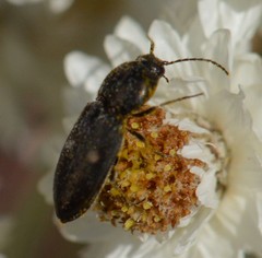 Paracardiophorus