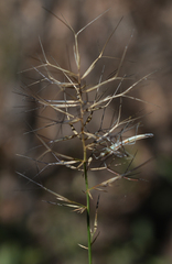 Aristida caput-medusae