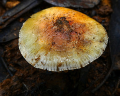 Amanita xanthocephala