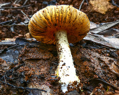 Amanita xanthocephala