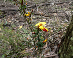 Pultenaea reflexifolia