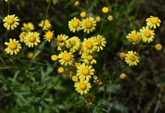 Senecio brigalowensis