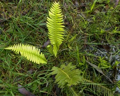 Blechnum nudum
