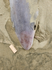 Galeorhinus galeus