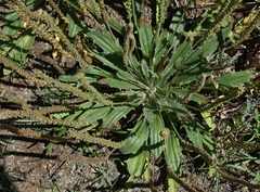 Plantago cunninghamii