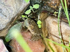 Pseudopaludicola pocoto