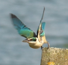 Todiramphus sanctus vagans