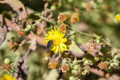 Acmaeodera haemorrhoa