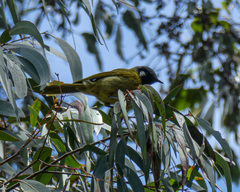 Nesoptilotis leucotis