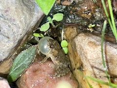 Pseudopaludicola pocoto