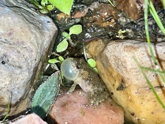 Pseudopaludicola pocoto