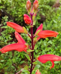 Lamourouxia macrantha