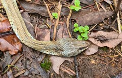 Natrix astreptophora
