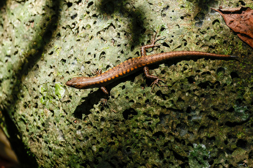 Yellow-blotched Forest-skink