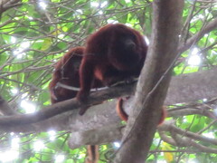 Alouatta seniculus