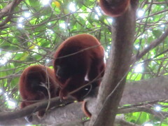 Alouatta seniculus