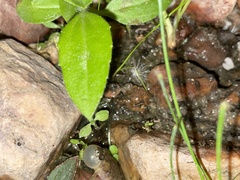 Pseudopaludicola pocoto