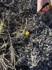 Eschscholzia californica