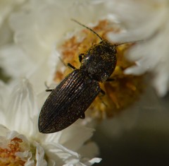 Cardiophorus
